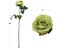 Fresh Elegance: 20&#x22; Open Rose (4&#x22;DIA) - Captivating Green Blossom for Exquisite Floral Decor